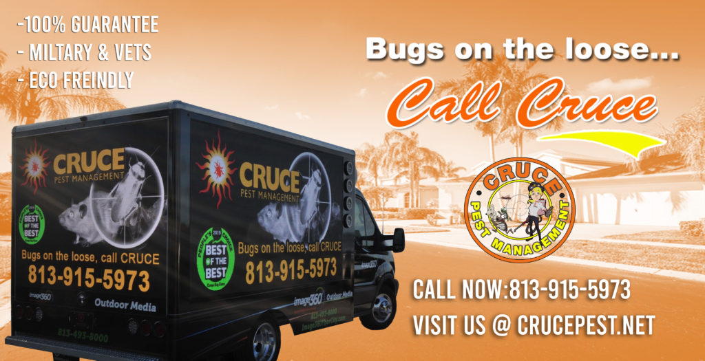  1 Rated Affordable Home Pest Control in Tampa Termite Treatment Riverview, Apollo Beach